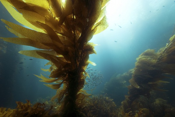 Морские водоросли комбу фото